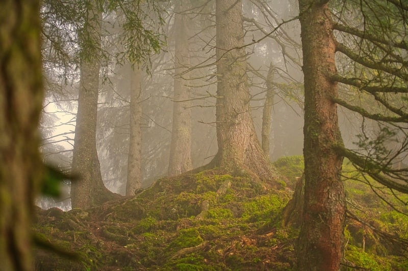 Forest image