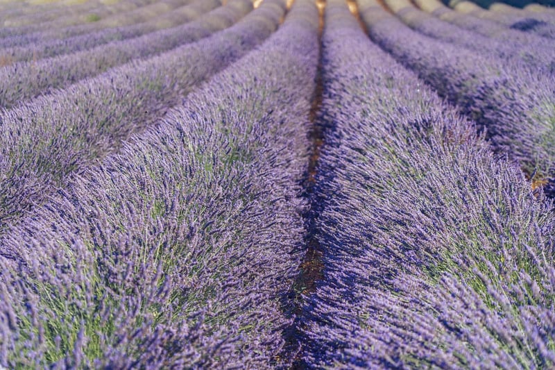 Mindfulness Image